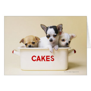 Cartão Três filhotes de cachorro da chihuahua na lata do