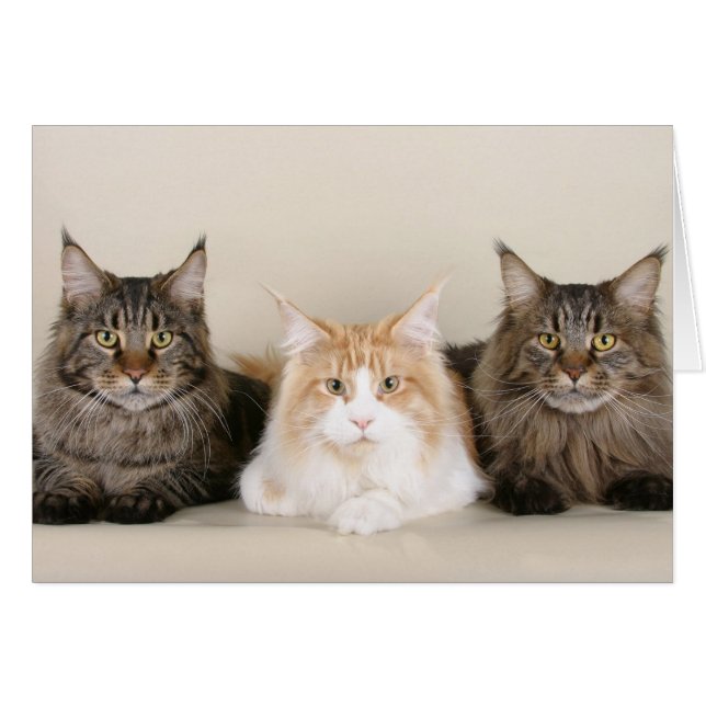 Cartão Três Gatos De Maine Coon (Frente Horizontal)