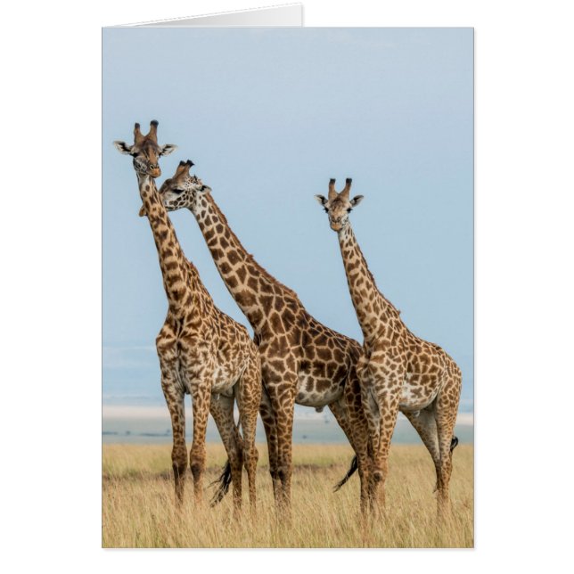 Cartão Três girafas posando (Frente)
