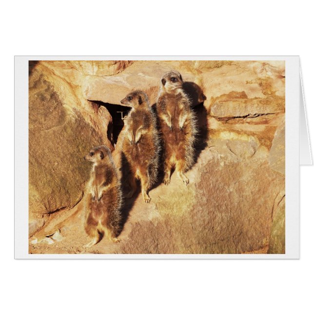 Cartão Três meerkats (Frente Horizontal)