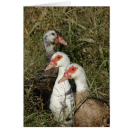Cartão Três Patos Muscovy