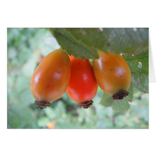 Cartão três pilritos, em branco (Frente Horizontal)