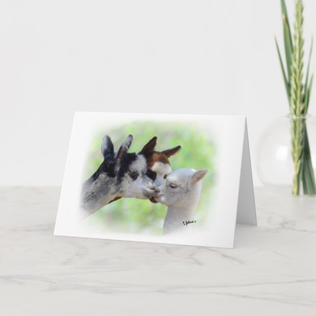 Cartão Três placas alpacas (Frente)