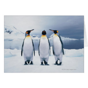 Cartão Três rei pinguins