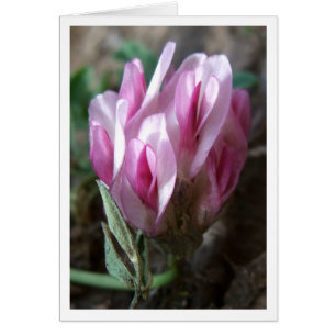 Cartão Trevo - montanhas rochosas