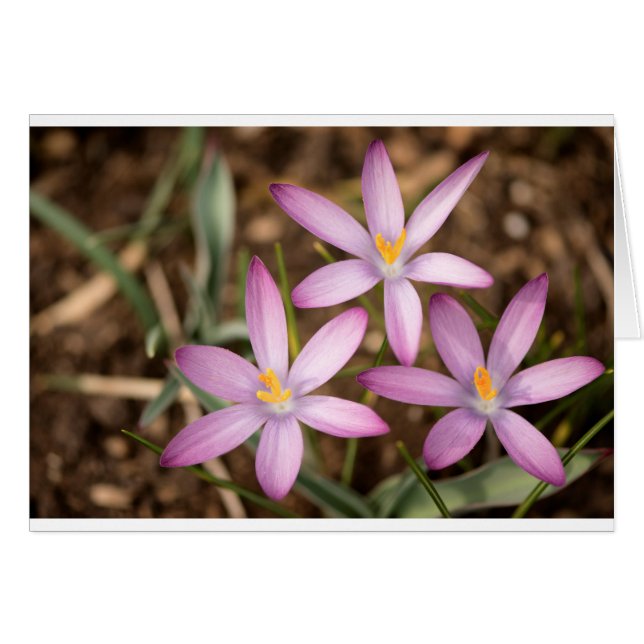 Cartão Triângulo do açafrão da lavanda (Frente Horizontal)