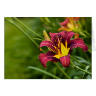Cartão Tricolor Lily