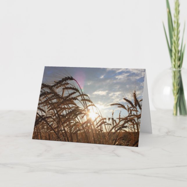 Cartão Trigo de Montana (Frente)