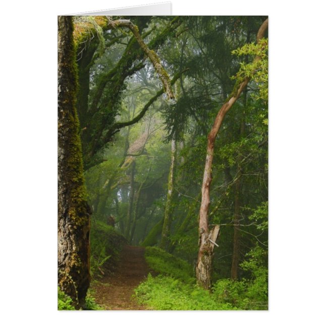 Cartão Trilha dos Oaks Antigos (Frente)