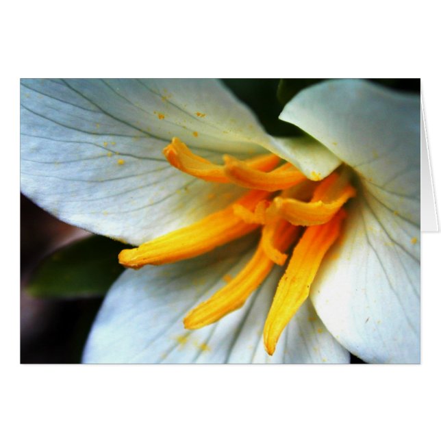 Cartão Trilium (Frente horizontal)