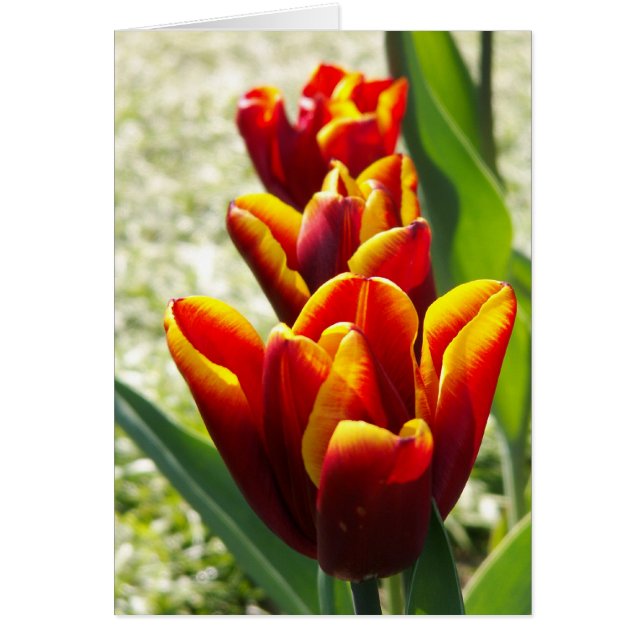 Cartão Trio (Frente)