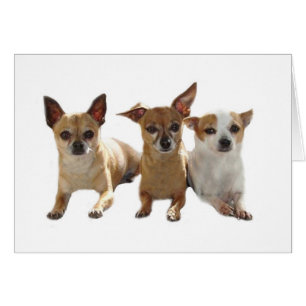 Cartão Trio Chihuahua