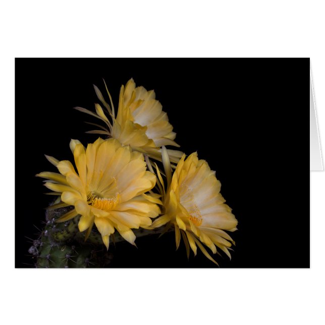 Cartão Trio de Charlemagne (Frente Horizontal)