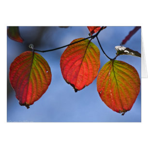 Cartão Trio de Folhas de outono Iluminadas Coloridas