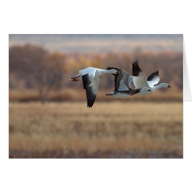 Cartão Trio De Gansos (Frente Horizontal)