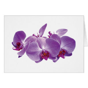 Cartão Trio roxo da orquídea
