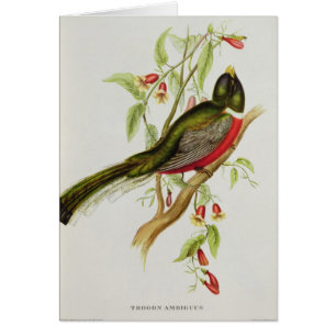 Cartão Trogon Ambiguus