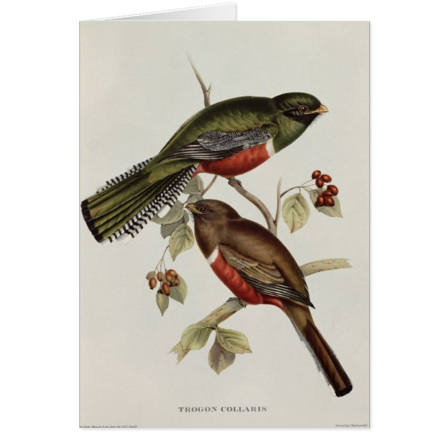 Cartão Trogon Collaris (Frente)