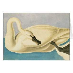 Cartão Trompeter Swan por John James Audubon, Vintage Bir