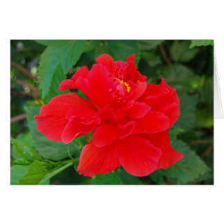 Cartão Tropi-Vermelho