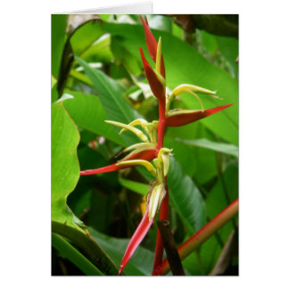 Cartão Tropicais da floresta tropical