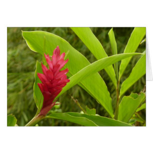 Cartão Tropical de Flor Vermelho Ginger (Alpinia)