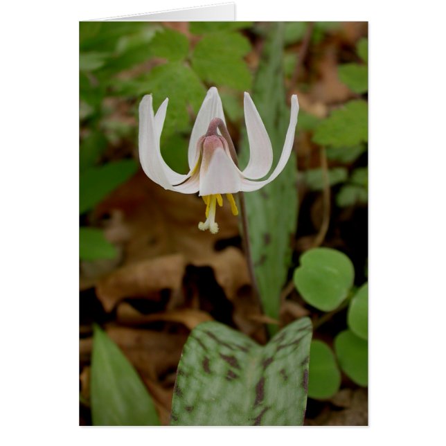 Cartão Trout Lily (Frente)