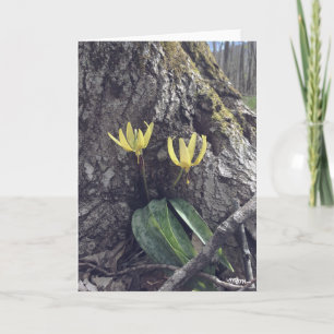 Cartão Trout Lily - Placa de Vazio