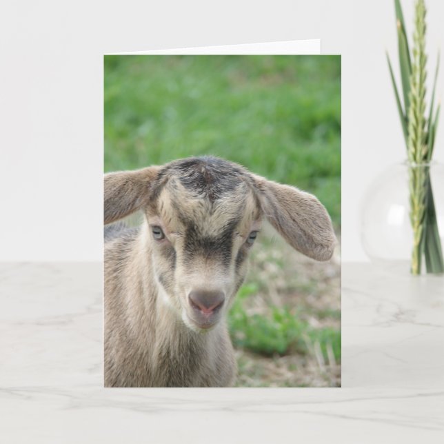 Cartão Trovão com um dia de idade (Frente)