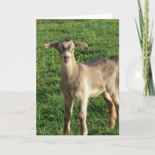 Cartão Trovão com uma semana de idade (Frente)