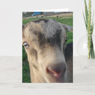 Cartão Trovão do Capim