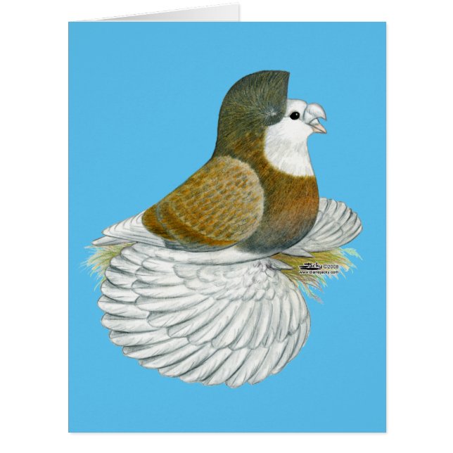 Cartão Trumpeter Pigeon AOC Baldhead (Frente)