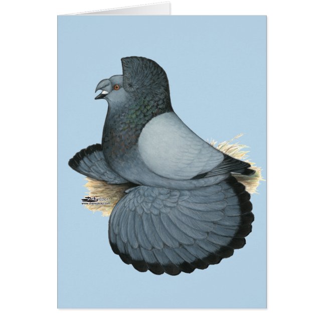 Cartão Trumpeter Pigeon Blue Barless (Frente)