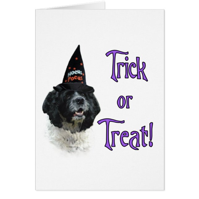 Cartão Truque de Cocker Spaniel (Es) (Frente)