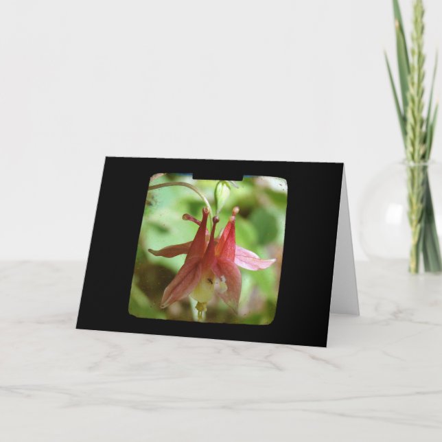 Cartão TTV de Flor Columbina (Frente)