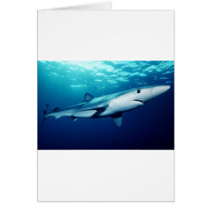 Cartão Tubarão azul