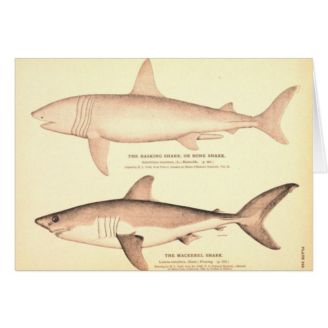 Cartão Tubarão Basking e tubarão de cavala (Frente Horizontal)