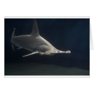 Cartão Tubarão de Hammerhead