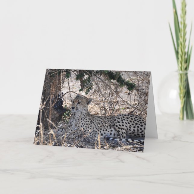 Cartão Tucked Away (Frente)