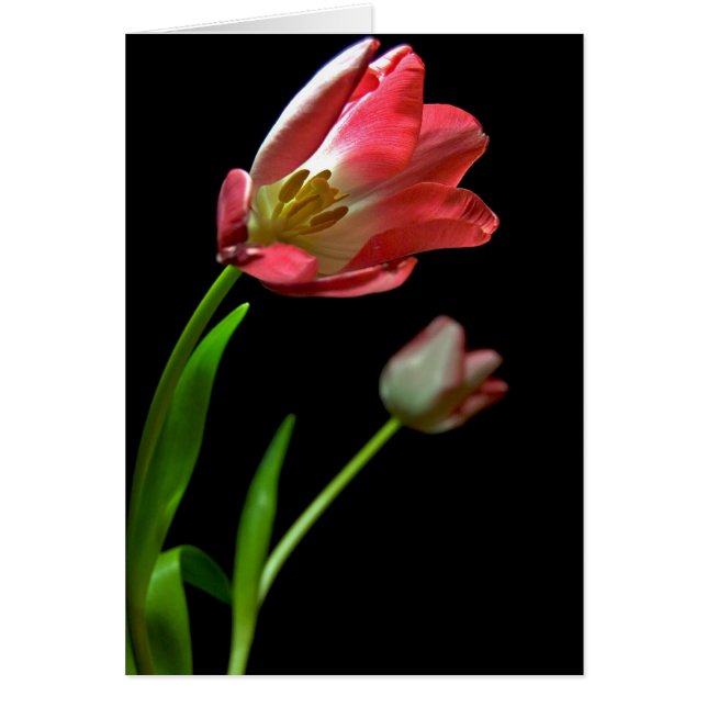 Cartão Tulip (Frente)