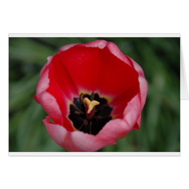 Cartão Tulip (Frente Horizontal)