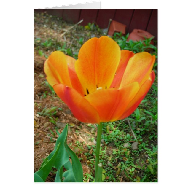 Cartão Tulip (Frente)