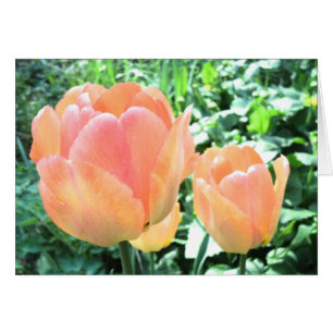Cartão Tulip