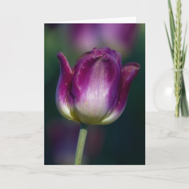 Cartão Tulip01 (Frente)