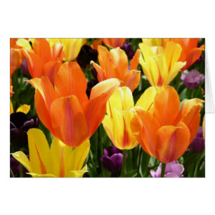 Cartão Tulip Bulbs