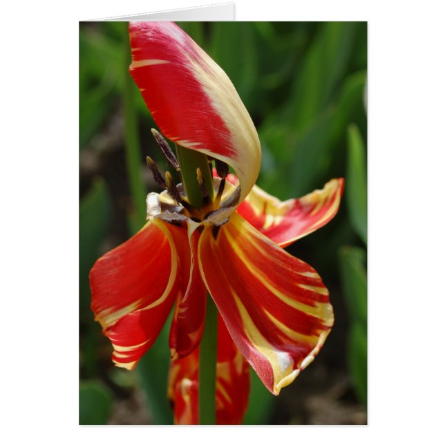 Cartão Tulip de Discagem (Frente)