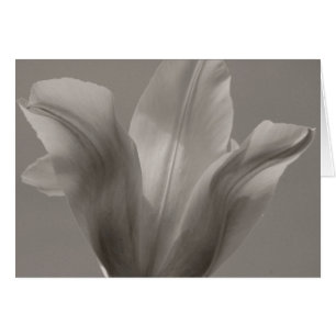 Cartão Tulip preto e branco