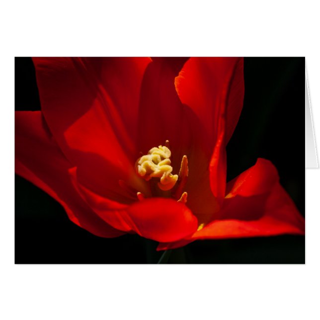 Cartão Tulip Synaeda Orange (Frente horizontal)