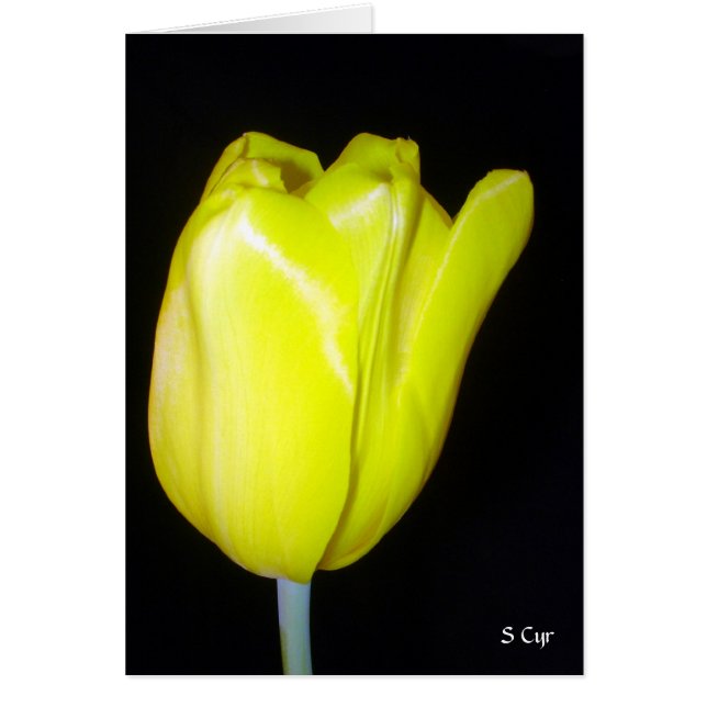 Cartão Tulipa amarela, S Cyr (Frente)
