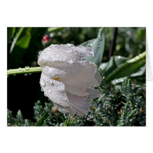 Cartão Tulipa branca